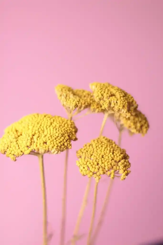 Achilea Amarilla Seca