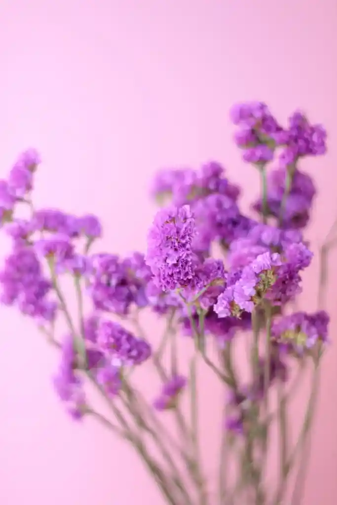 Estatice Rosado Seco