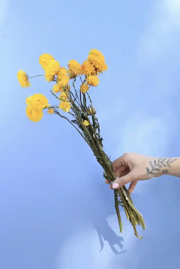 Helicriso Amariilo Seco