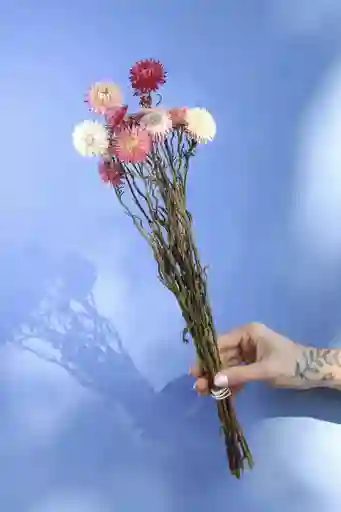 Helicriso Rosado Seco