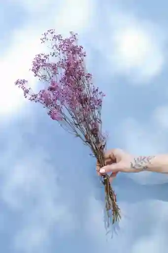 Gipsofilia Morada Seco