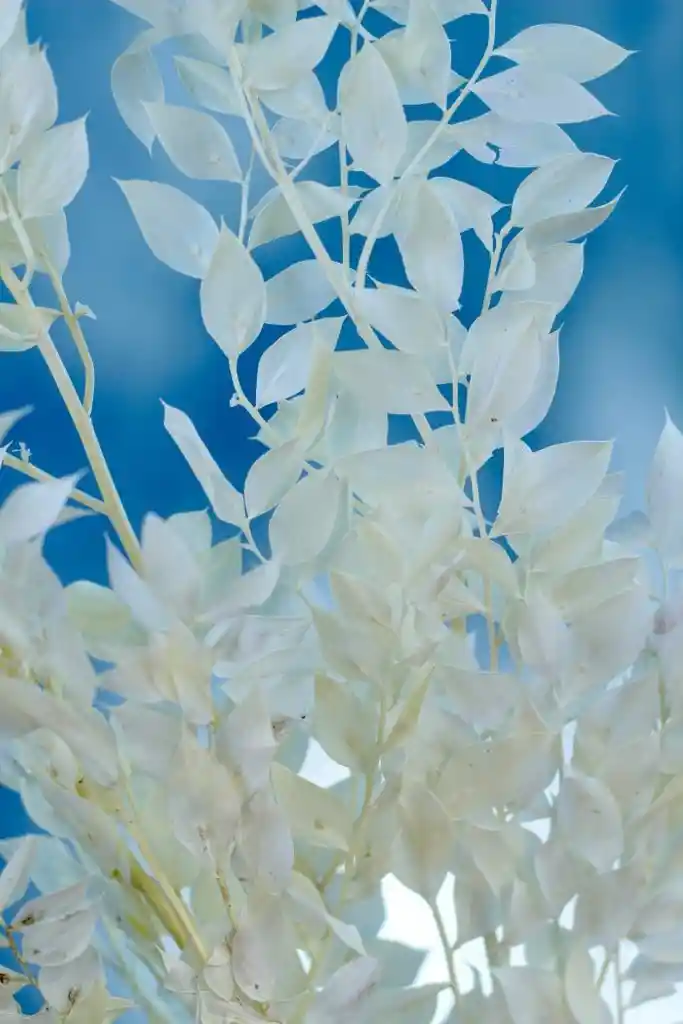 Ruscus Blanco Seco