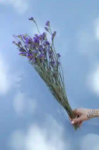 Estátice Morado Seco