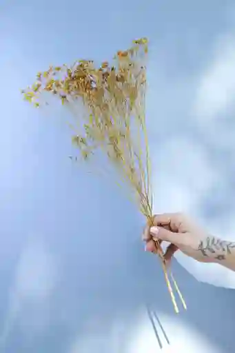 Retamo Amarillo Seco