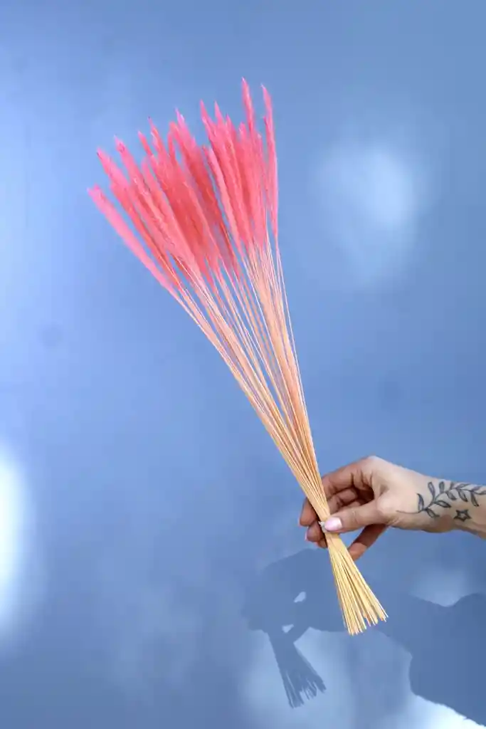 Mini Pennisetum Rosado Seco