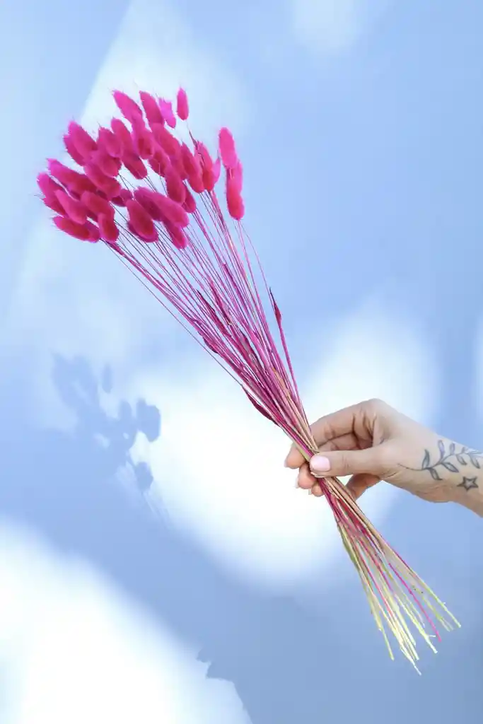 Bunny Tail Fucsia Seco