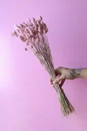 Phalaris Rosado Pastel Seco