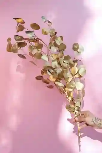 Eucalipto Populus Dorado Seco