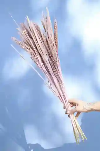 Setarea Italica Rosada Pastel Seco