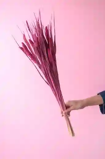 Setarea Italica Fucsia Seca