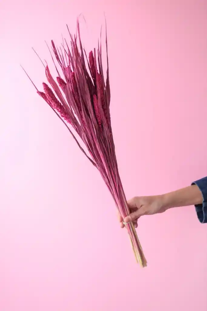 Setarea Italica Fucsia Seca