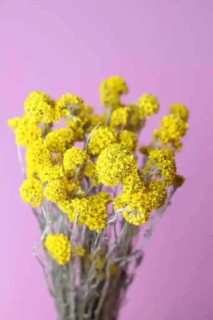 Sanfordi Amarillo Seco