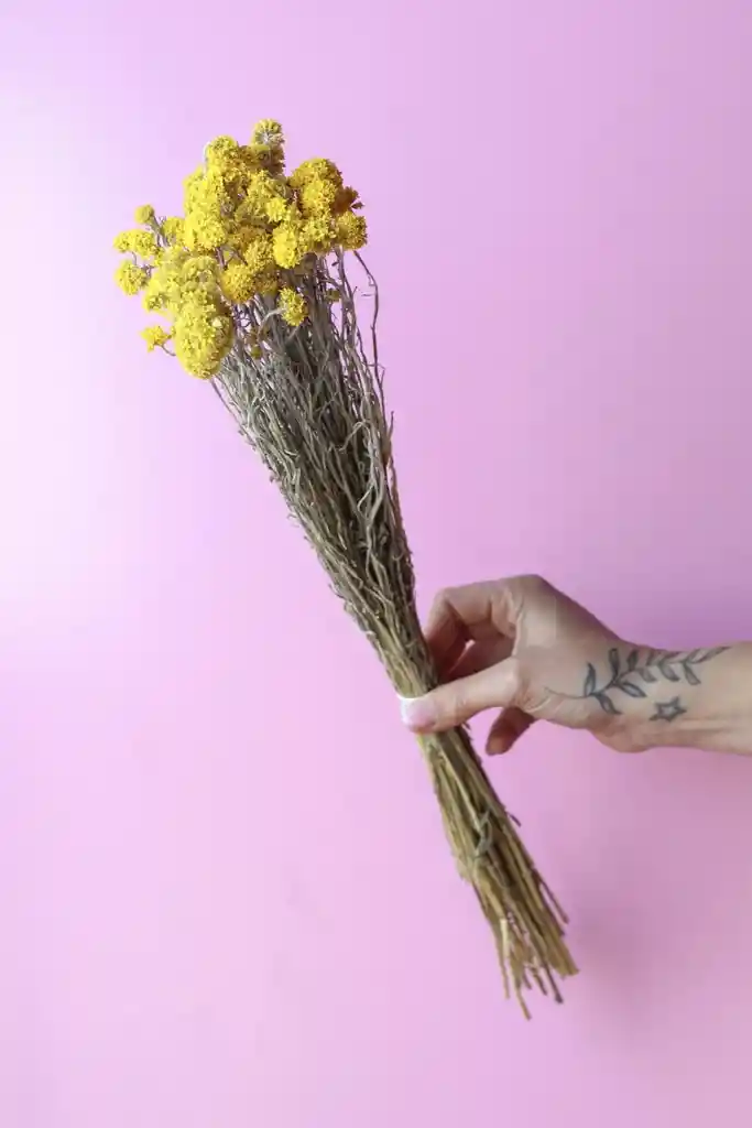 Sanfordi Amarillo Seco