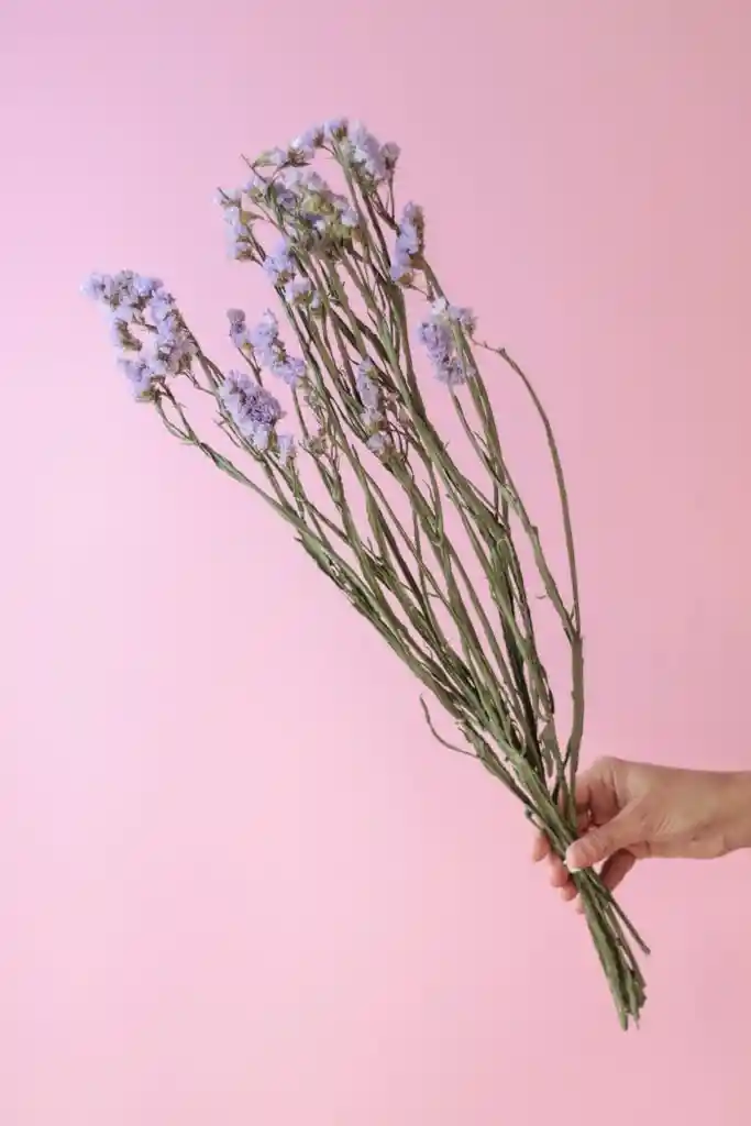 Estatice Lila Pastel