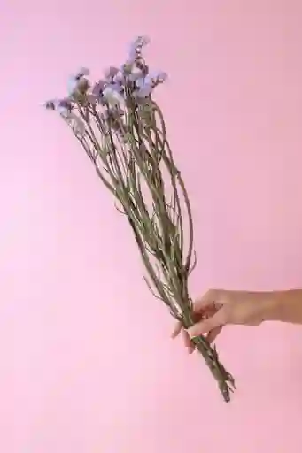 Estatice Lila Pastel