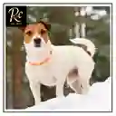 Collar Led Naranjo Usb Perro Camuflaje | Brillante, Impermeable, Recargable | Seguridad Y Estilo Mascotas | Regalos Chic