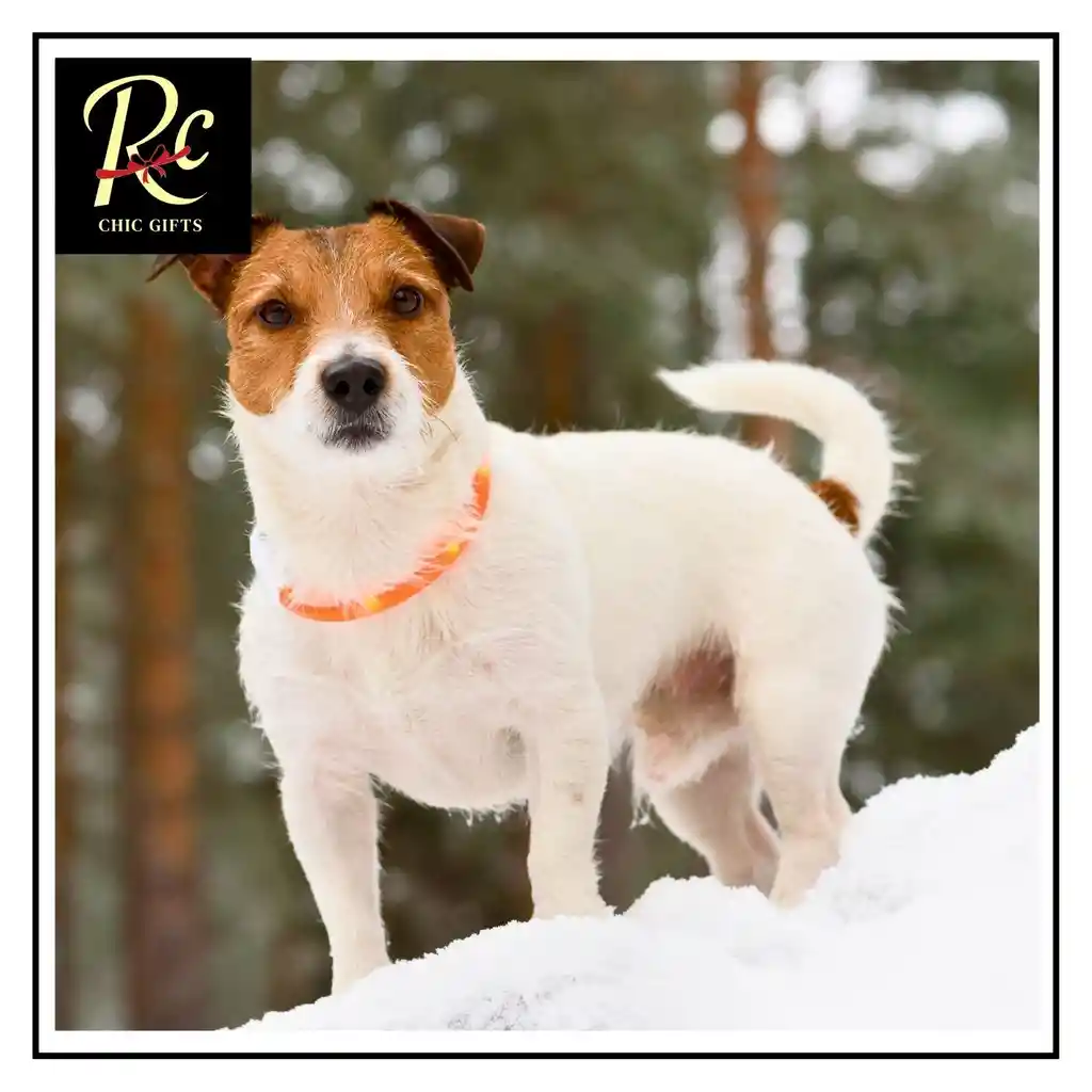 Collar Led Naranjo Usb Perro Camuflaje | Brillante, Impermeable, Recargable | Seguridad Y Estilo Mascotas | Regalos Chic