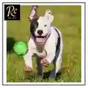 Pelota Azul Juguete Interactivo Para Perros | Resistente, Sonajero | ¡diversión Asegurada Y Salud Dental! Regalos Chic