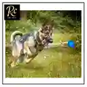 Pelota Azul Juguete Interactivo Para Perros | Resistente, Sonajero | ¡diversión Asegurada Y Salud Dental! Regalos Chic