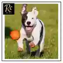 Pelota Naranjo Juguete Interactivo Para Perros | Resistente, Sonajero | ¡diversión Asegurada Y Salud Dental! Regalos Chic