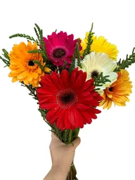 Ramo Gerberas Surtidas