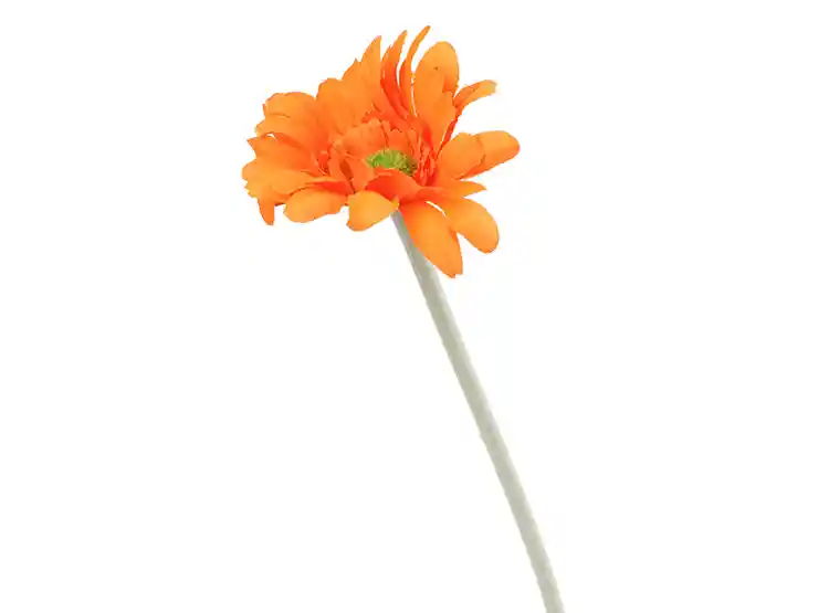 Ess Fyp Granel Ab Gerbera 50c Naran