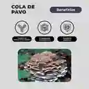 Pack 180 Capsulas: Melena De Leon - Reishi - Cola De Pavo
