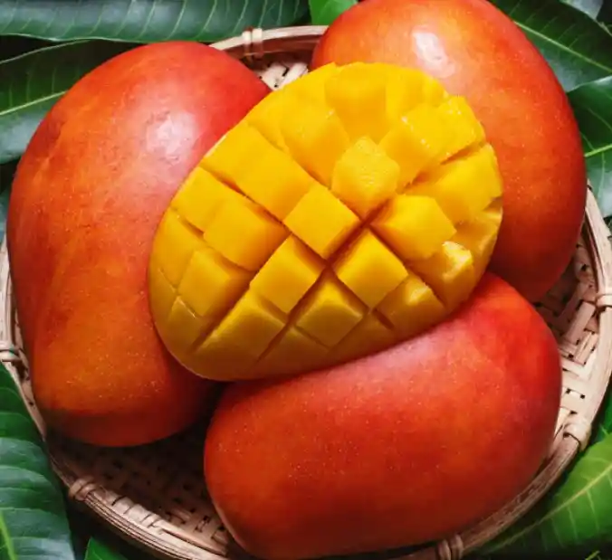 Mango