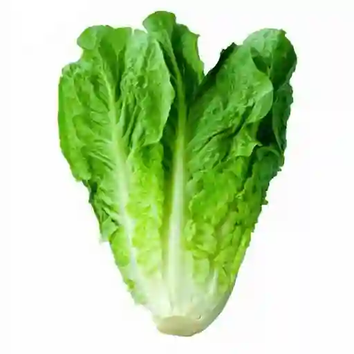 Lechuga Chilena