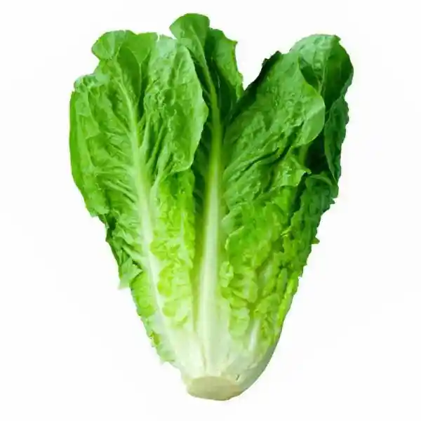 Lechuga Chilena