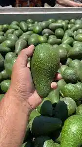 Palta Edranol