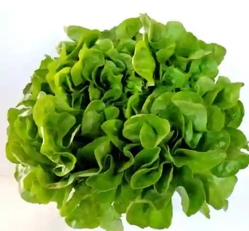 Lechuga Marina
