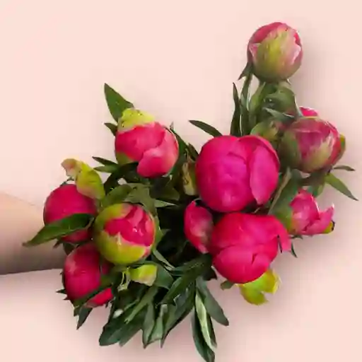 Ramo Peonias