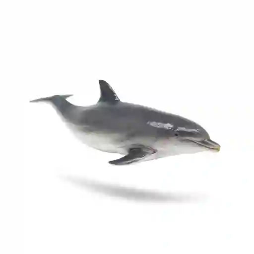Delfín Gris Recur