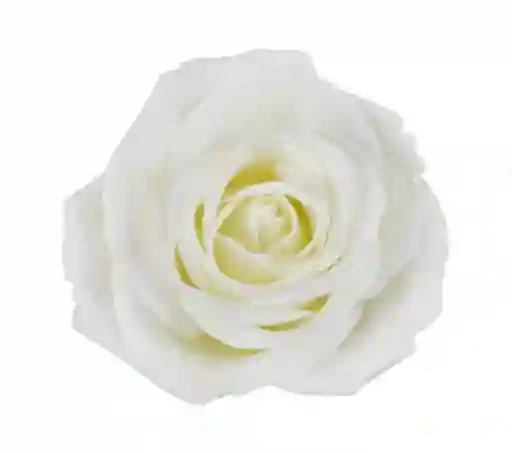 Rosa Blanca