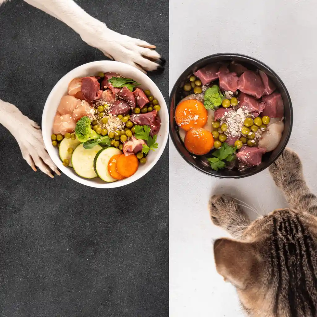 Caja De Menú Perro Salmón