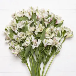 Ramo De 10 Astromelias