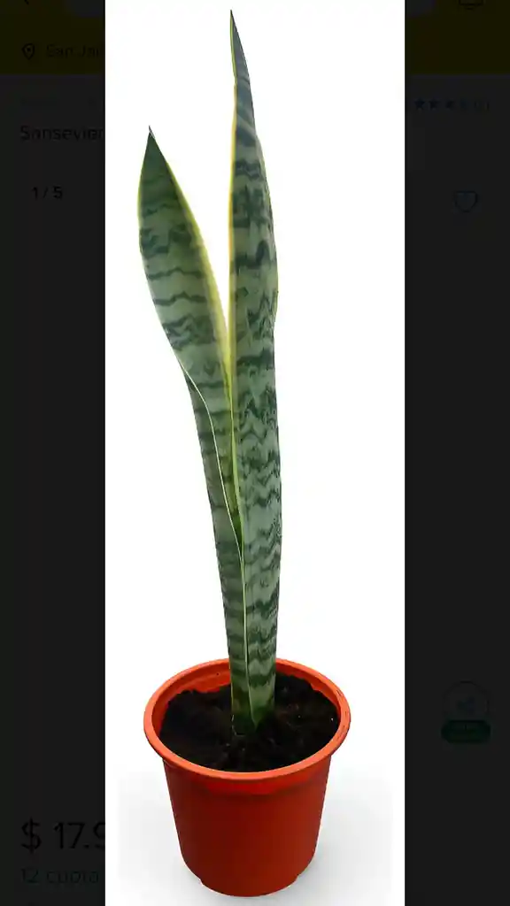 Sansevieria Laurentii /lengua De Suegra