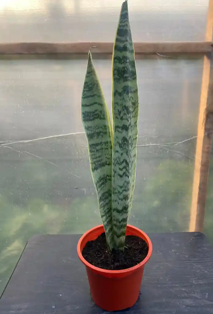 Sansevieria Laurentii /lengua De Suegra