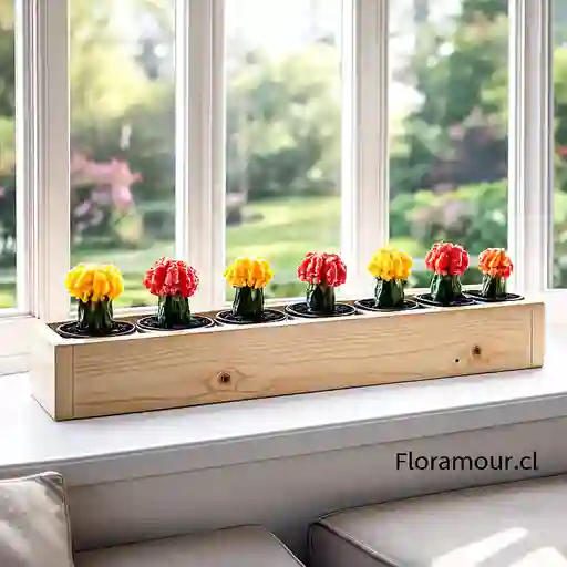 Jardinera Mágica Con 7 Cactus De Colores