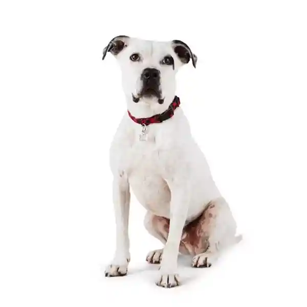 Collar Buffalo Rjo Grande/Extra Grande