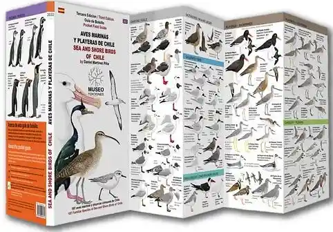 Aves Marinas y Playeras Desplegable (Bilingue)