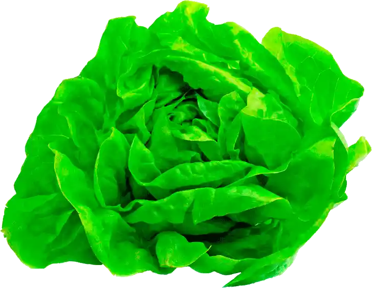 Lechuga Francesa