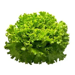 Lechuga Hidroponica Crispy Verde