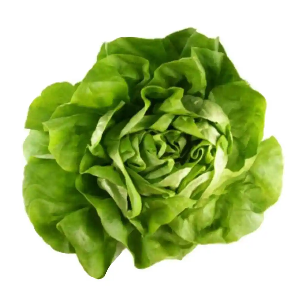 Lechuga Hidroponica Española Extra