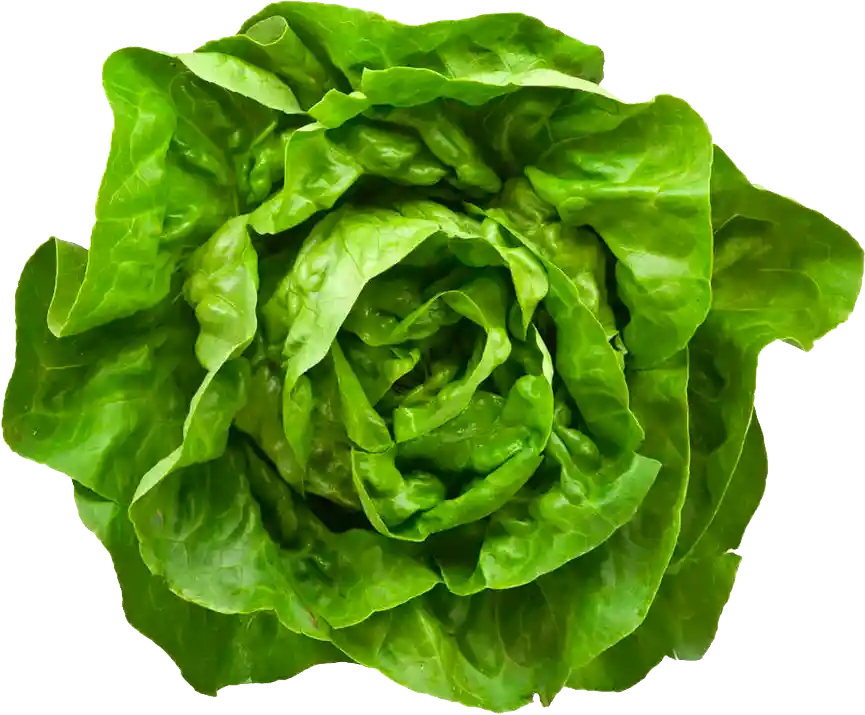 Lechuga Hidroponica Española Bolsa