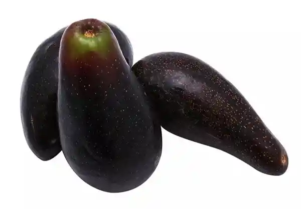 Palta Negra De La Cruz Malla 1 Kgd2230