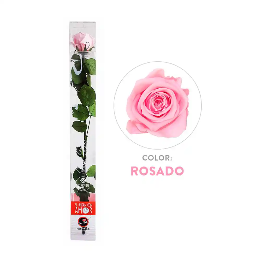 Rosa Preservada Acrílica Rosada Tallo Largo