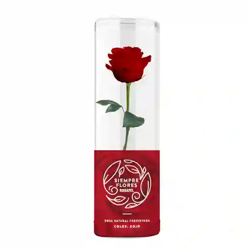 Rosa Preservada Roja Short 100% Natural