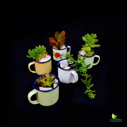 Conjunto de Jarritos 